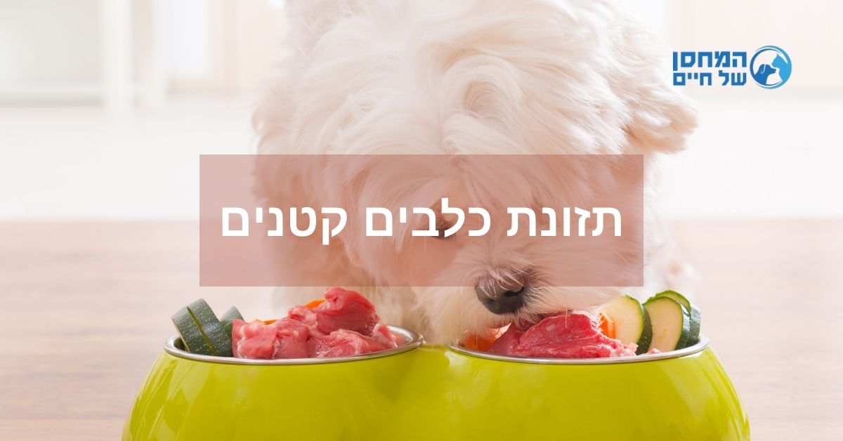 תזונת כלבים קטנים - כל מה שאתם צריכים לדעת!